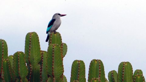 Woodland Kingfisher by Brian Zweibel/Sabrewing Nature Tours