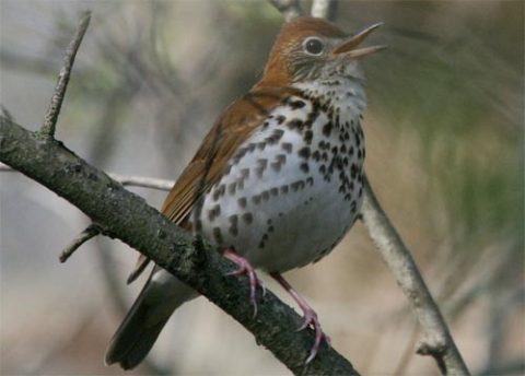 Wood Thrush