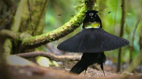 Western Parotia by Tim Laman