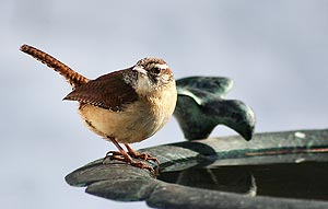 carolina wren at birdbath