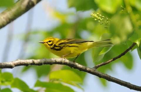 Prairie Warbler