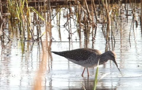 Lesser Yellowlegs