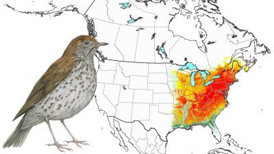 Wood Thrush: Animated Abundance Map from State of North America