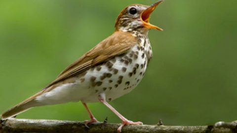 Wood Thrush, Photo by Corey Hayes