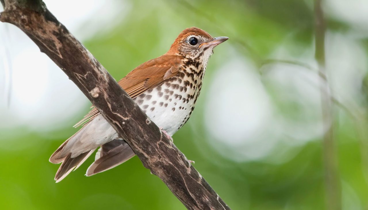 Wood Thrush often seento disappear during the summer. Photo by Kelly Colgan Azar via Birdshare.