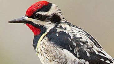 Yellow-bellied Sapscuker by Corey Hayes via Birdshare.