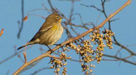 Yellow-rumped Warbler