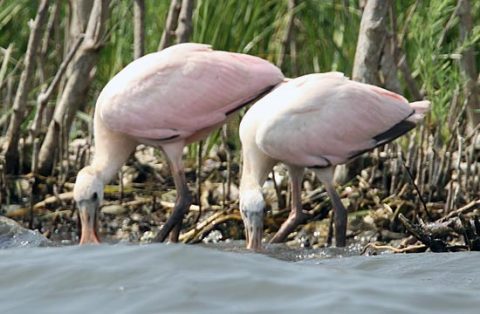 Roseate Spoonbill chicks