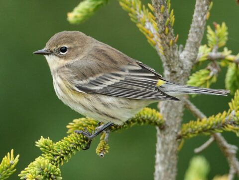 A small brownish streaky bird.